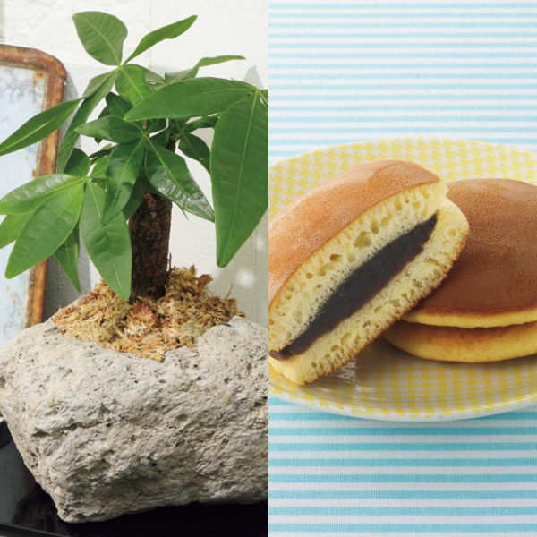 SUNCOF パキラの木ナチュレストーン植え（SUSTEE付）＋花菓蔵の粒あんどら焼き【父の日】 商品サムネイル